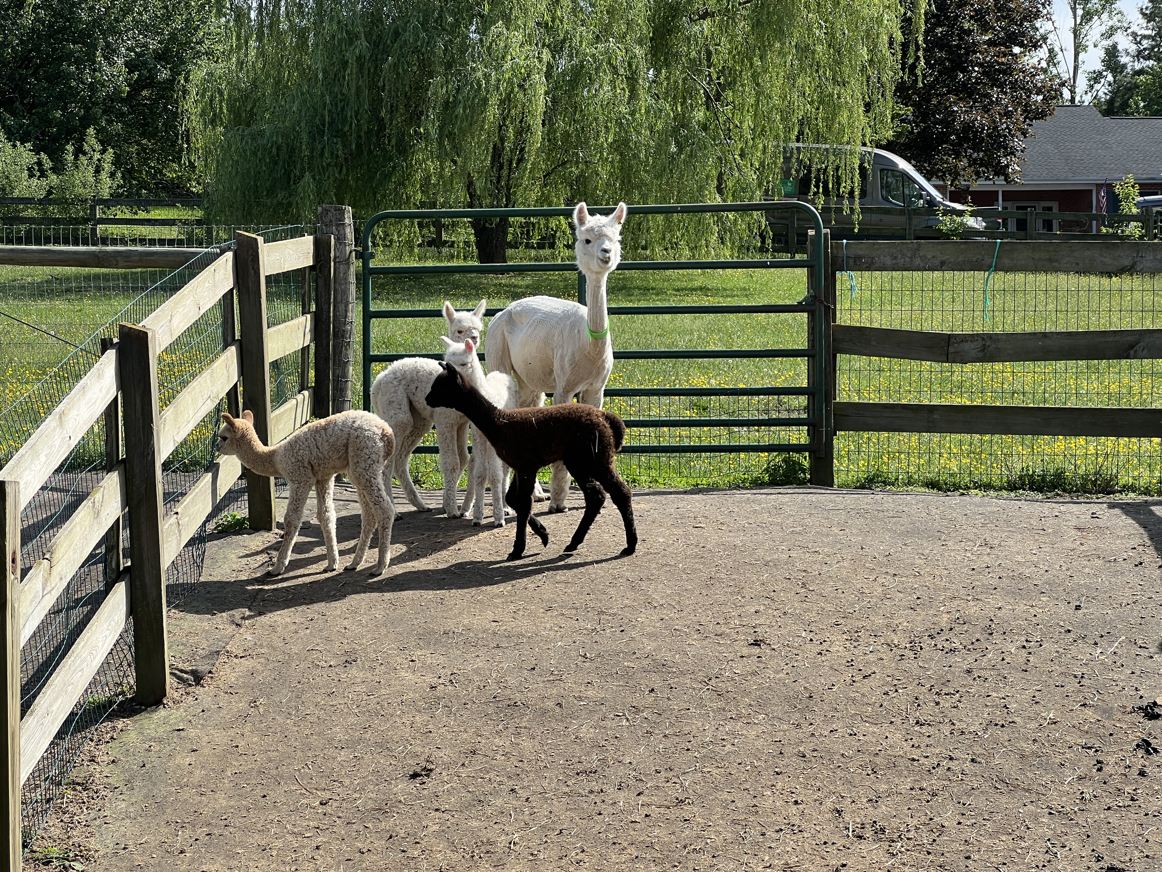 ./2025/04 - Virginia Creeper/IMG_5589.JPG